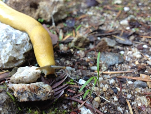 banana slug